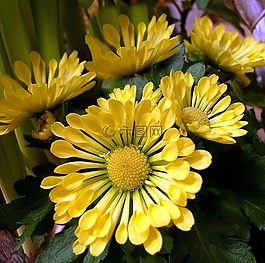 鮮花,黃色,關(guān)閉