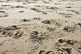 蹄印,包皮,海灘