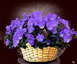 中提琴,桔梗,花