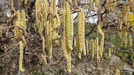 春天,夏季,花