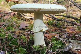 鹅膏菌蕈,有毒的蘑菇,森林