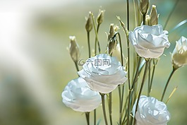 洋桔梗,花,開花