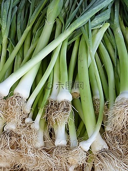 韭菜,蔥,食品