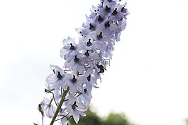 花,自然,植物區(qū)系