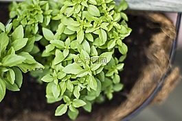 中药,植物,自然
