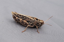 蚱蜢,昆蟲,關(guān)閉