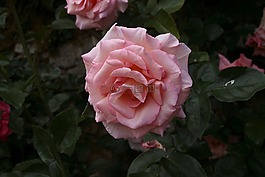 玫瑰,花,植物區(qū)系