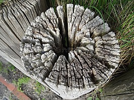 木,靜物,文章