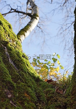 樹,苔,藍(lán)色的天空
