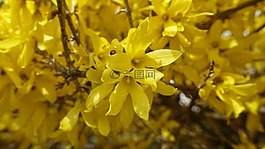 春天,夏季,花