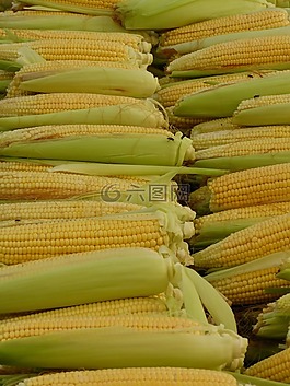 玉米,玉米棒,玉米籽粒