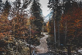 樹,植物,森林