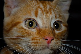小貓,臉,國內(nèi)動物