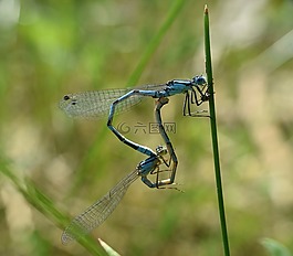 蜻蜓,配對,宏