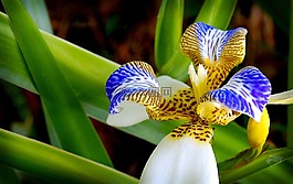 蘭花,花卉,花園