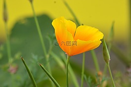 花,植物區(qū)系,性質