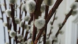 春天,夏季,花