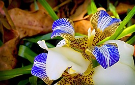 蘭花,花卉,花園
