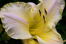 黄花菜,开花,花