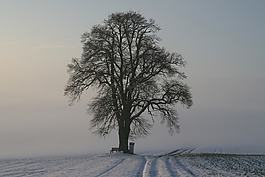 冬天,霧,雪