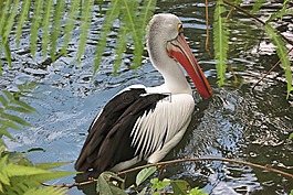 性質(zhì),鳥,羽毛比賽
