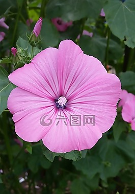 花,開花,粉紅色