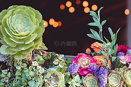 多彩,花瓣,鮮花