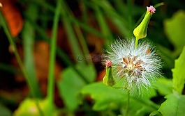 蒲公英,花的领域,背景虚化