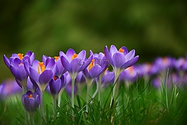 藏紅花,春天的花朵,frühlingsanfang