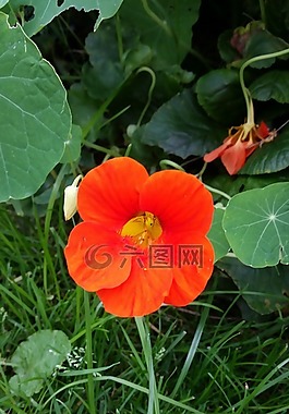 花,開花,關(guān)閉