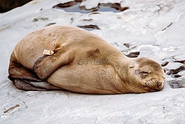 海,獅子,動物