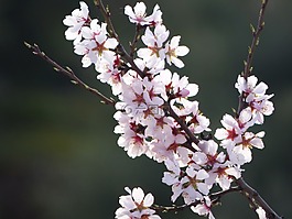 杏仁花,杏仁树开花,华丽的分支