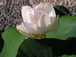 水百合,花,池塘