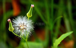 蒲公英,背景虚化,花的领域