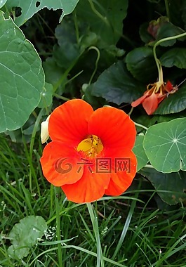 焊菜屬的植物,花,開花