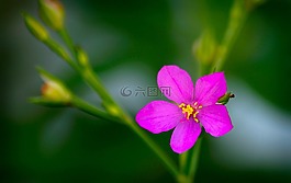 carirú 花,奧爾塔,人參番茄