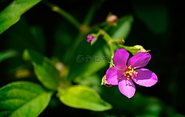 carirú 花,奧爾塔,人參番茄