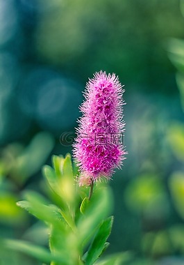 花卉,性質(zhì),鮮花