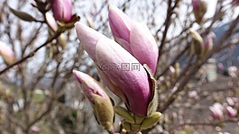 春天,夏季,花