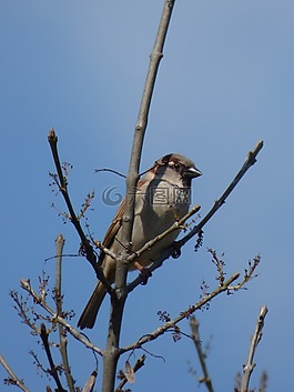 麻雀,分支機(jī)構(gòu),鳥