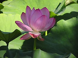 鮮花,花園,水百合