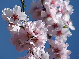 杏仁树开花,华丽的分支,鲜花