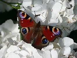 蝴蝶,開(kāi)花,動(dòng)物