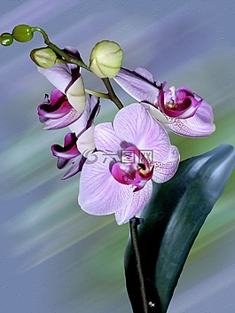 花,蘭花,開花