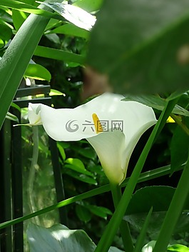 馬蹄蓮,花,開花