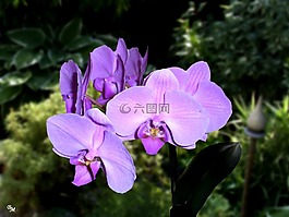 花,蘭花,開花