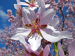 杏仁花,前景色,杏仁樹