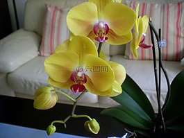 蘭花,花,開花