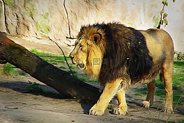 獅子,動(dòng)物園,動(dòng)物