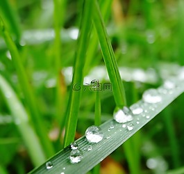 草,绿色,水